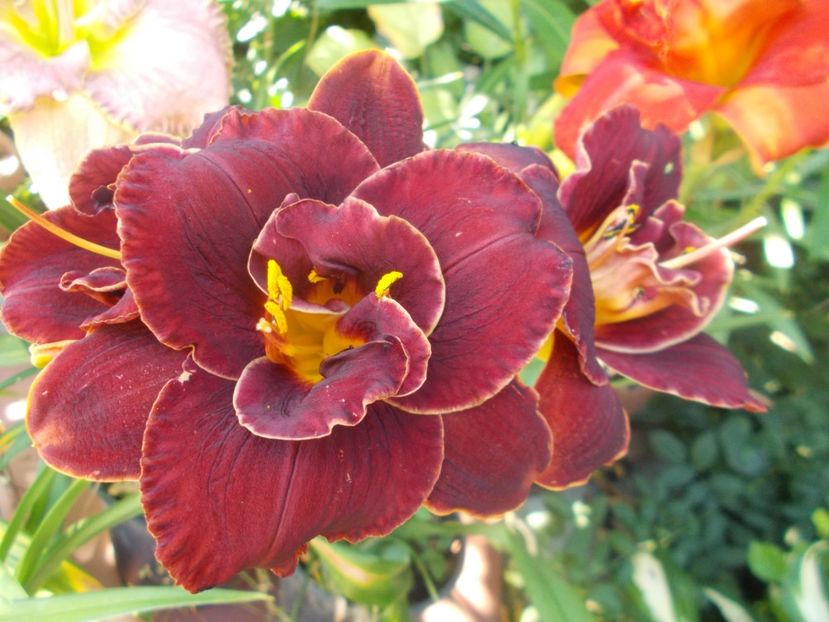  - Hemerocallis 2020