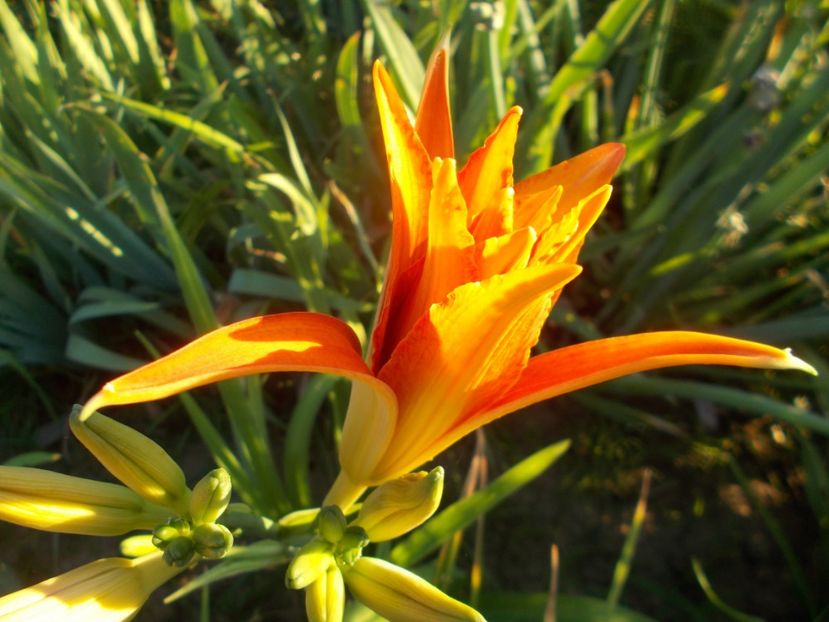  - Hemerocallis 2020