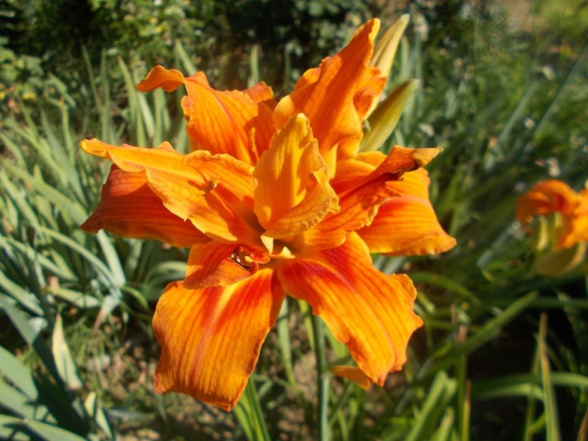  - Hemerocallis 2020