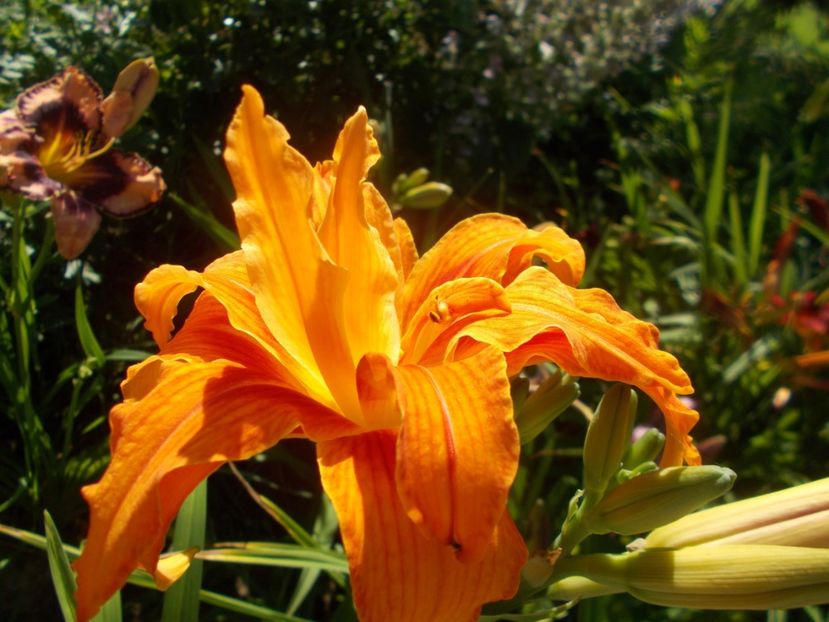  - Hemerocallis 2020