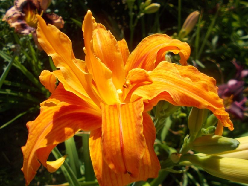  - Hemerocallis 2020