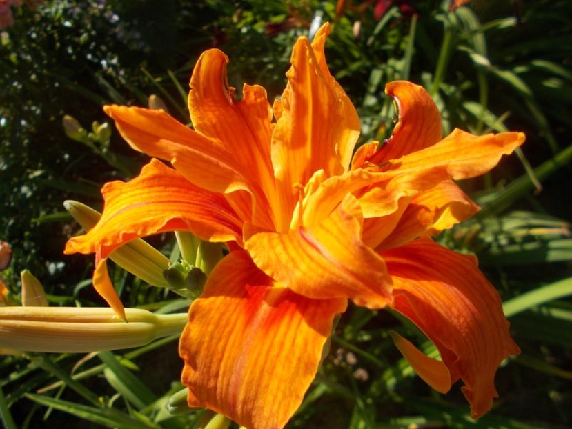  - Hemerocallis 2020