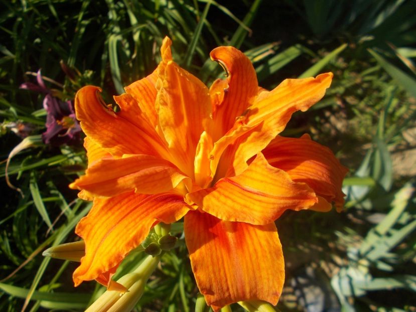  - Hemerocallis 2020