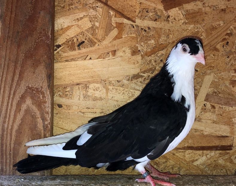 8537  mascul  2020_3 - tineret 2020