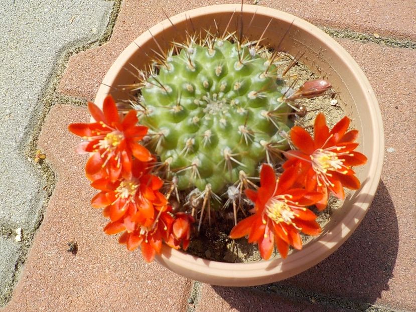  - CACTUSI si SUCULENTE