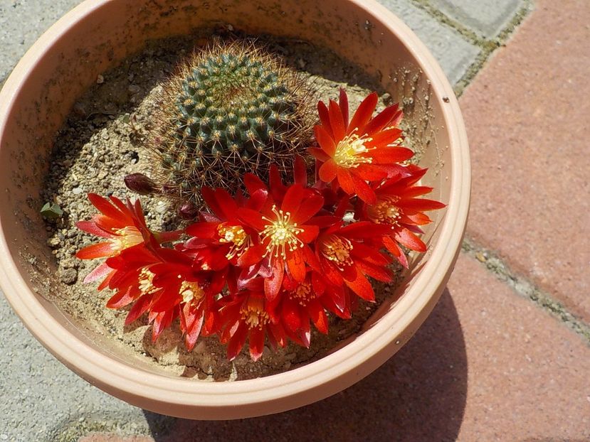  - CACTUSI si SUCULENTE
