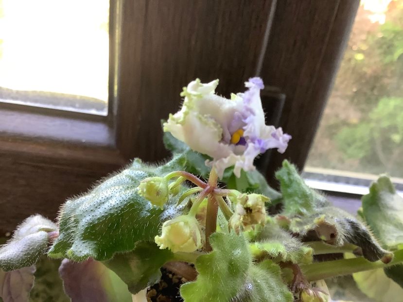  - Ma s Ching Dynasty