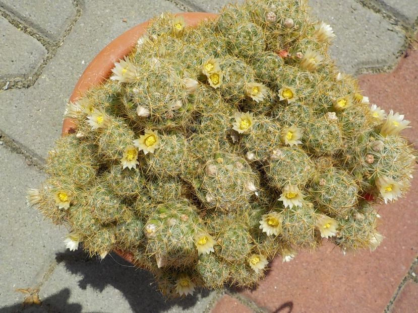  - mammillaria prolifera