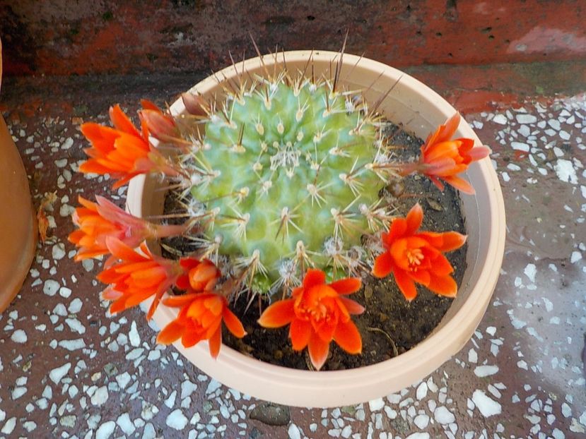  - CACTUSI si SUCULENTE