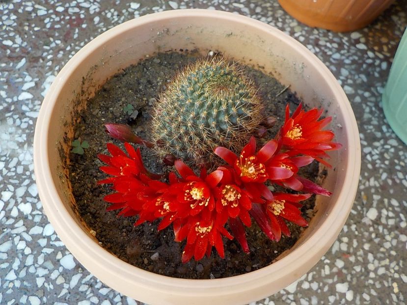  - CACTUSI si SUCULENTE