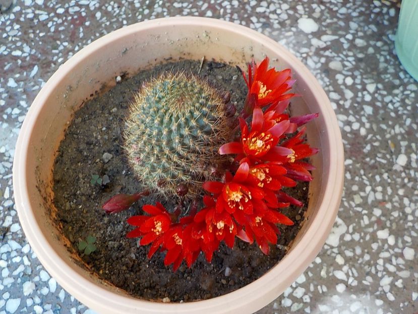  - CACTUSI si SUCULENTE