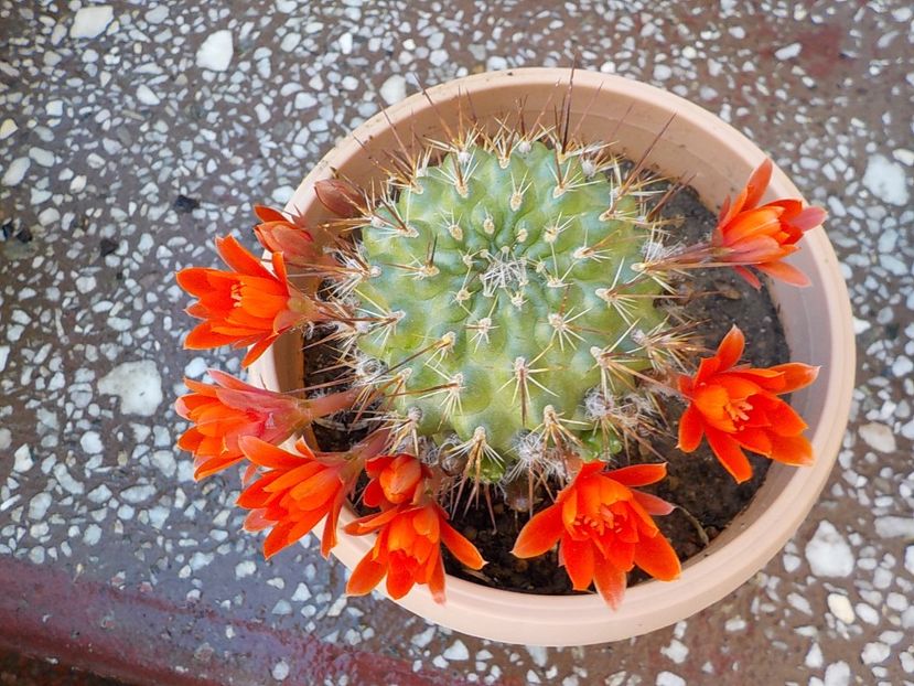  - CACTUSI si SUCULENTE