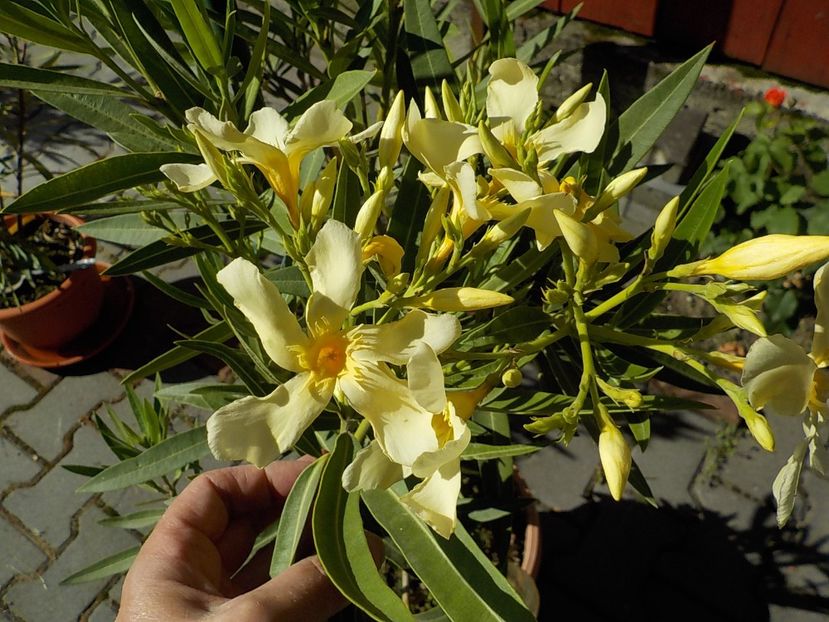  - maria gambeta nr 25