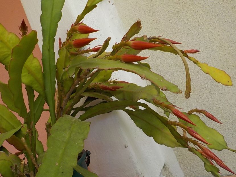  - Genul Epiphyllum