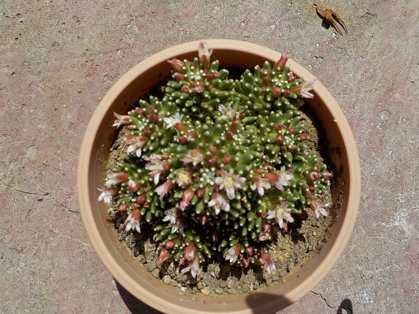  - mammillaria painteri