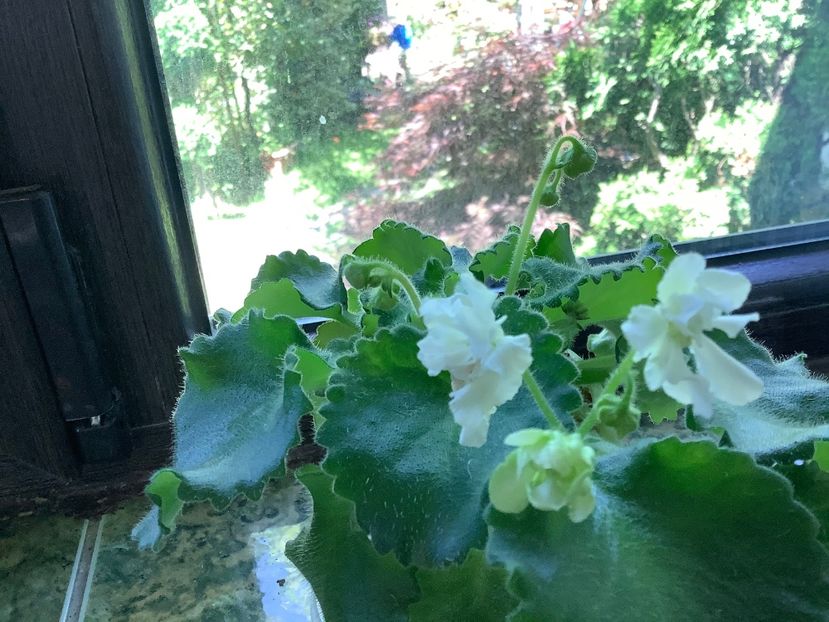  - Wizard s Prankster