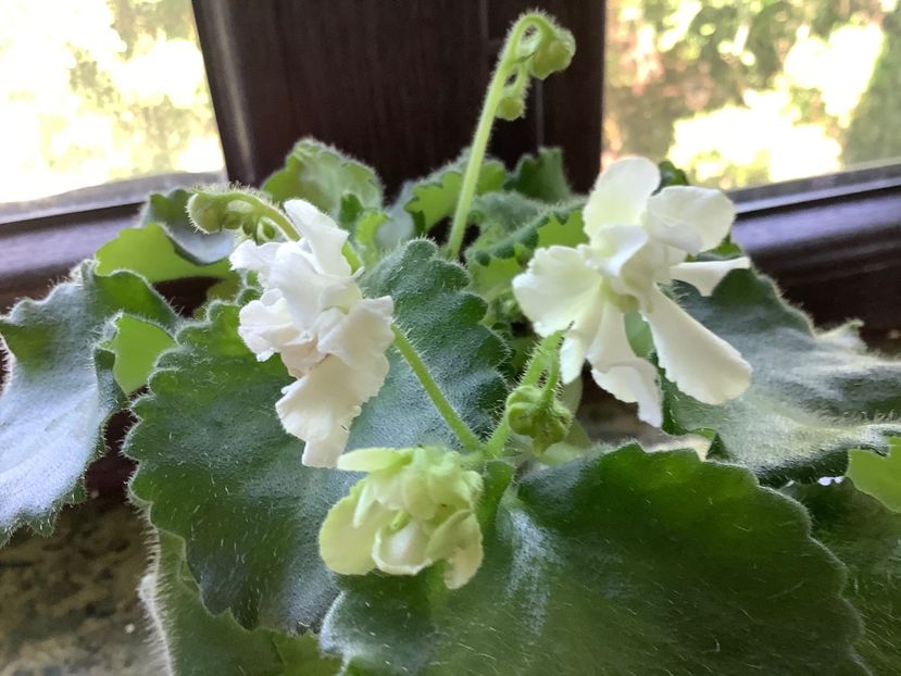  - Wizard s Prankster