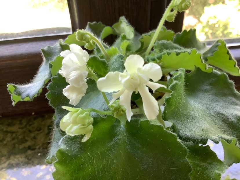  - Wizard s Prankster