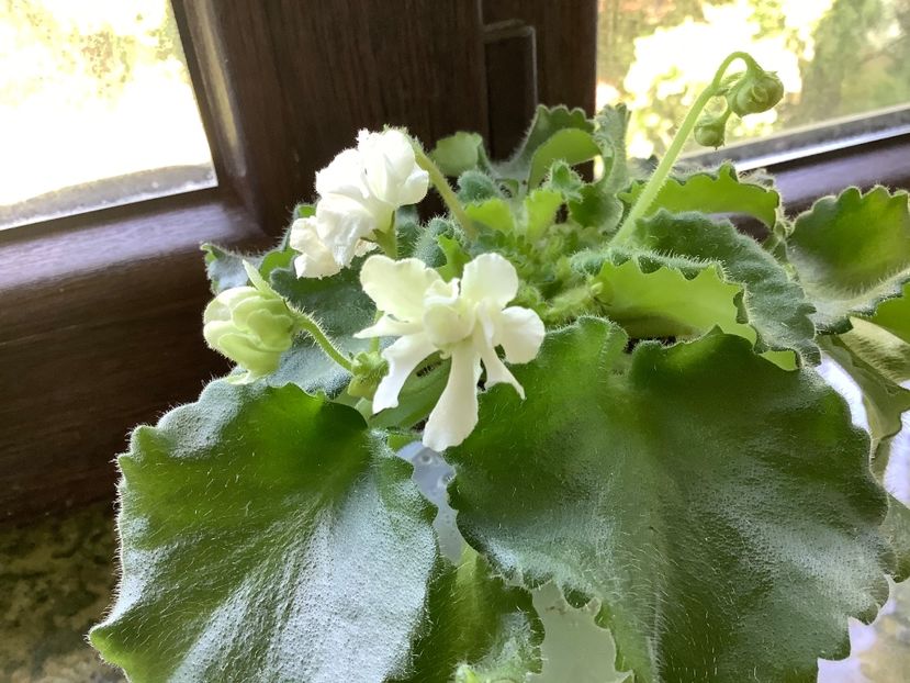  - Wizard s Prankster