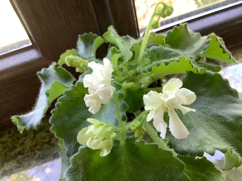  - Wizard s Prankster