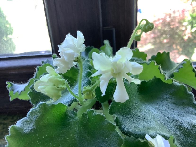  - Wizard s Prankster