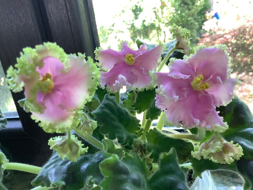  - High School Sweetheart