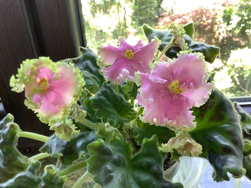  - High School Sweetheart