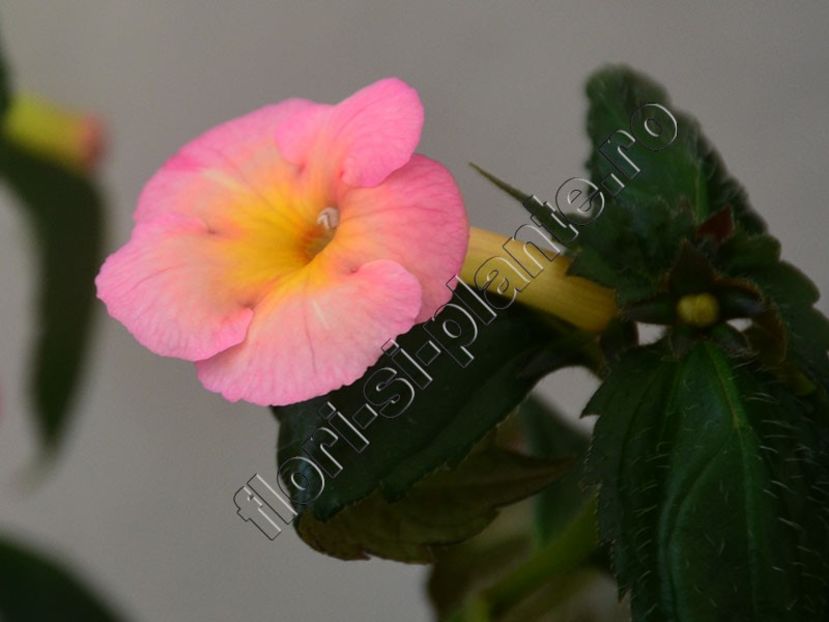 Achimenes Veronika Gotmanova - ACHIMENES III