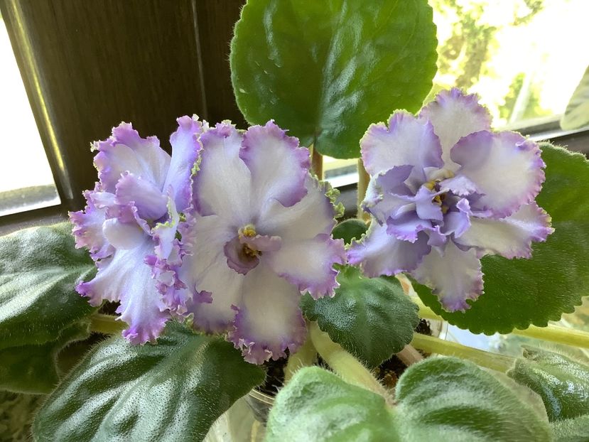 557C19A4-866E-46F1-919A-93BA884921C9 - EK Nebesnaia Lazur