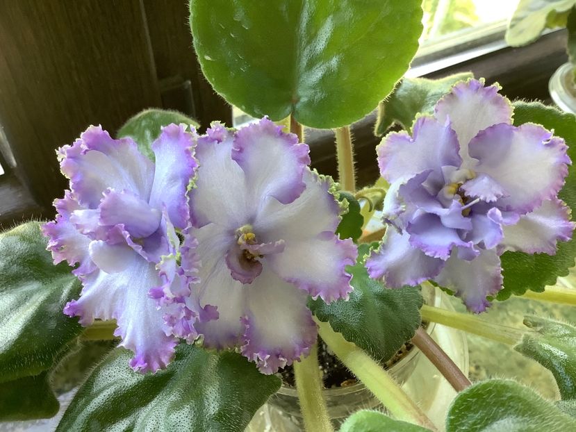  - EK Nebesnaia Lazur