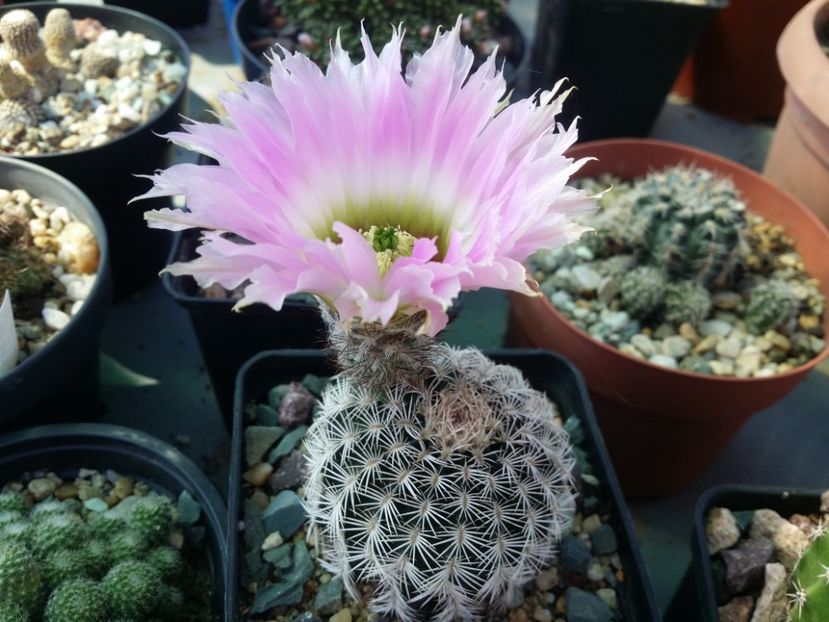 - cactusi 2020
