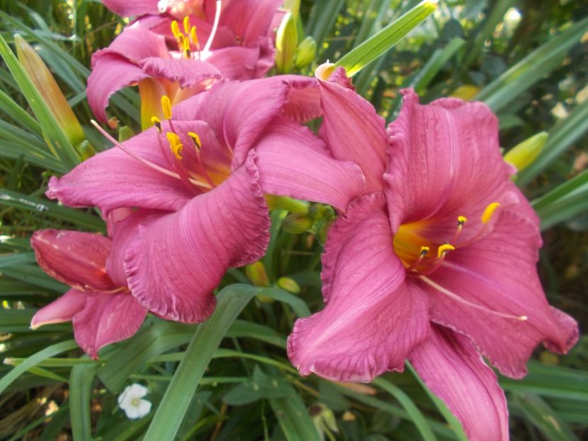 SUMMER WINE - Hemerocallis 2020