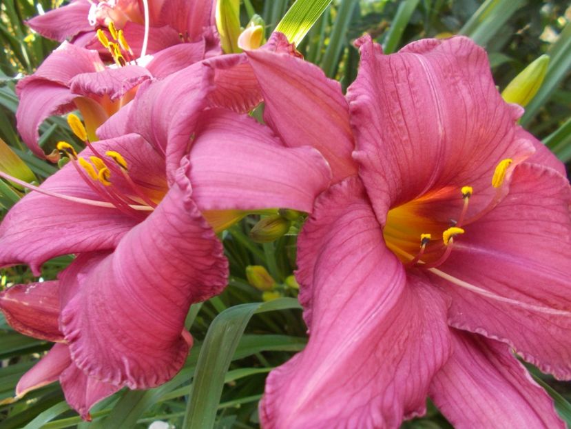  - Hemerocallis 2020