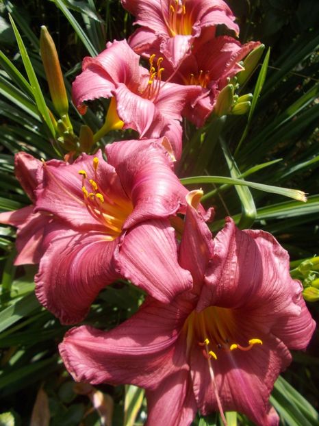  - Hemerocallis 2020
