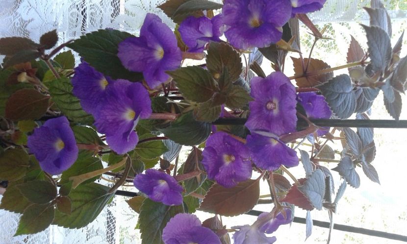 5- Pulcherimma - 2020- ACHIMENES