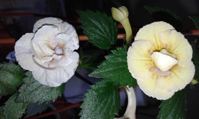 6- Lena Vera - 2020- ACHIMENES