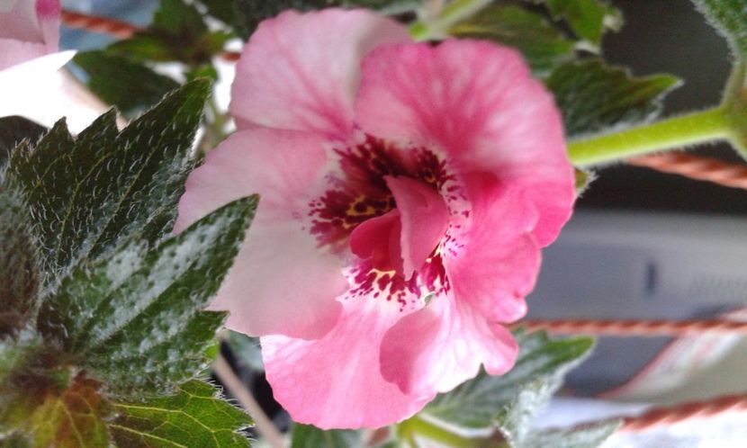 10 - Rebeca Houche - 2020- ACHIMENES