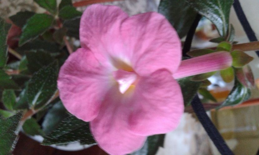 11- XA Golden Jubille - 2020- ACHIMENES
