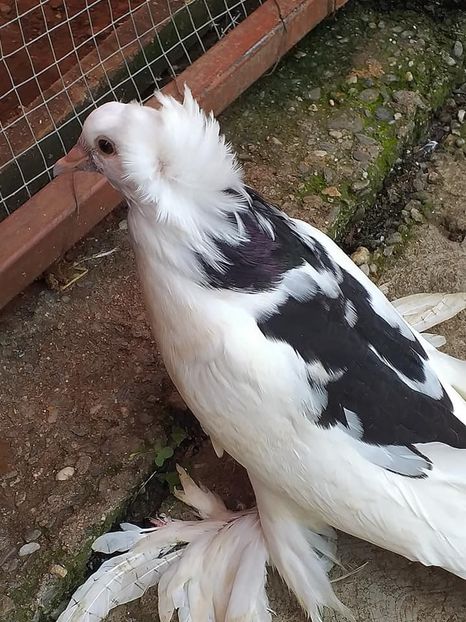 vândut lui Mihai - Porumbei VÂNDUȚI