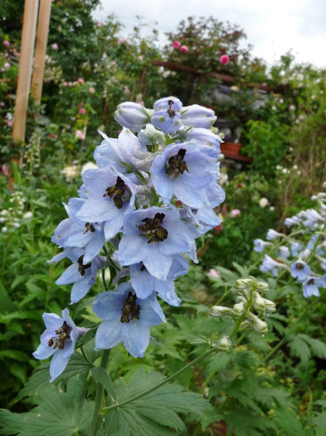  - Delphinium