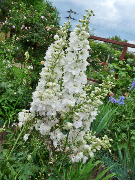  - Delphinium