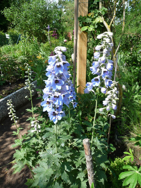  - Delphinium