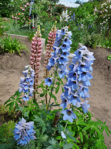  - Delphinium