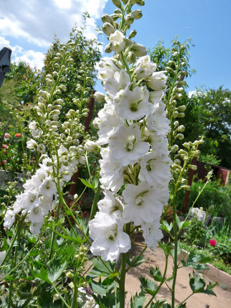  - Delphinium