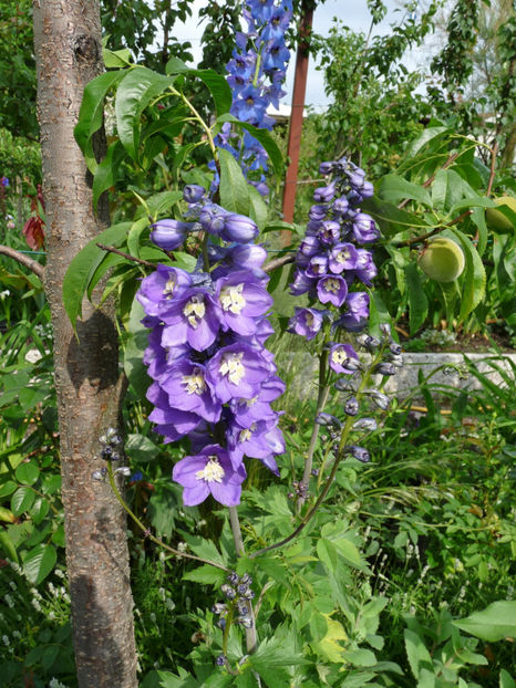  - Delphinium