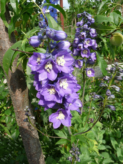  - Delphinium
