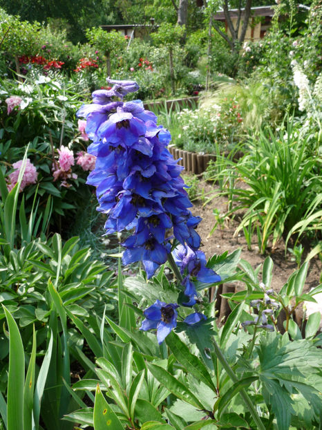  - Delphinium