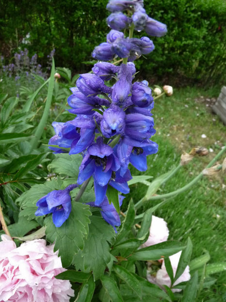  - Delphinium