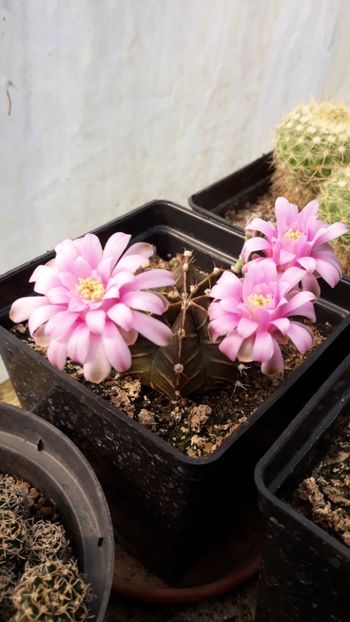  - 5 Cactuși