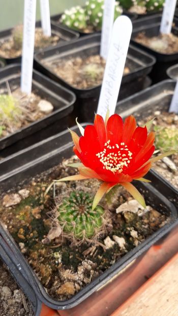  - 5 Cactuși